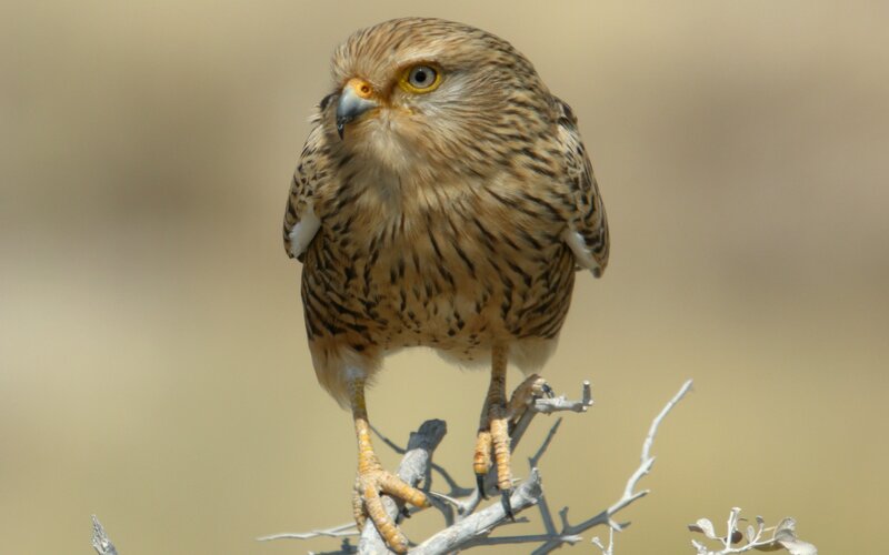Kestrel Perched on Branch — Brown, Alert