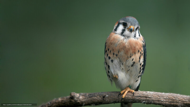 Kestrel Perched on Branch — Brown, Calm