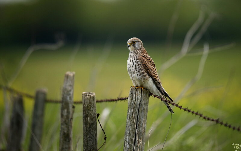 Kestrel Perched on Fence