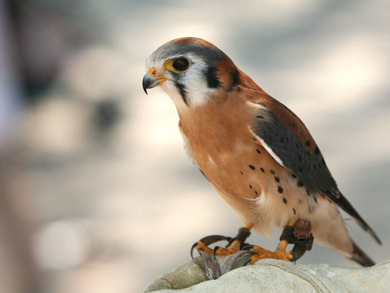 Kestrel Perched on Glove — Brown, Alert