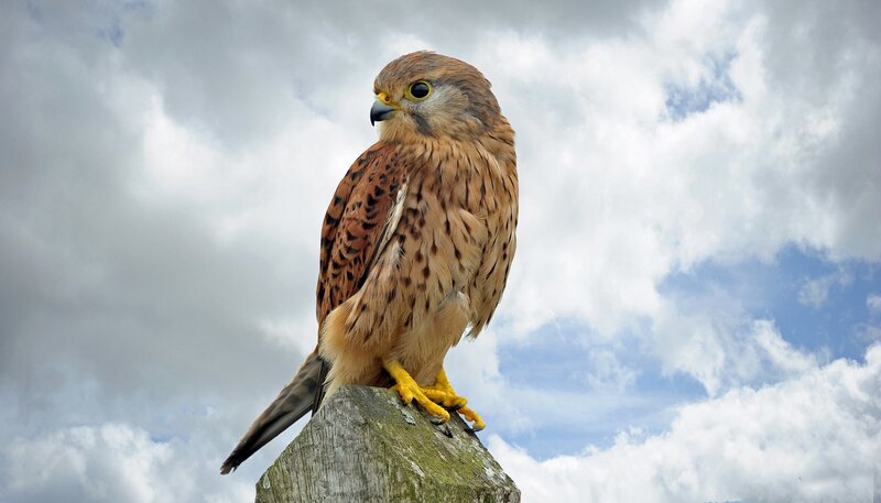 Kestrel Perched on Post