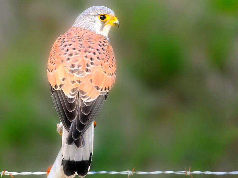 Kestrel Perched on Wire