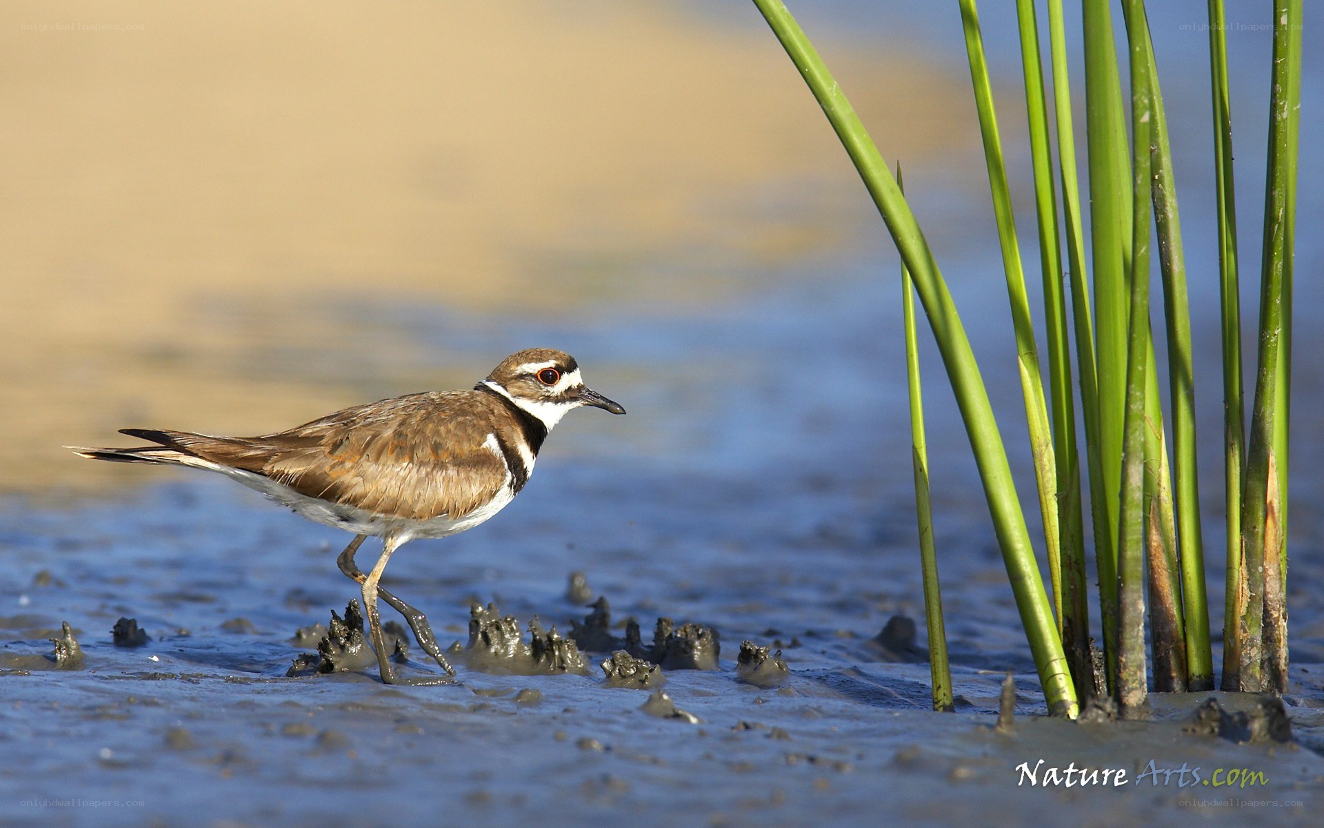 Killdeer bird in marsh