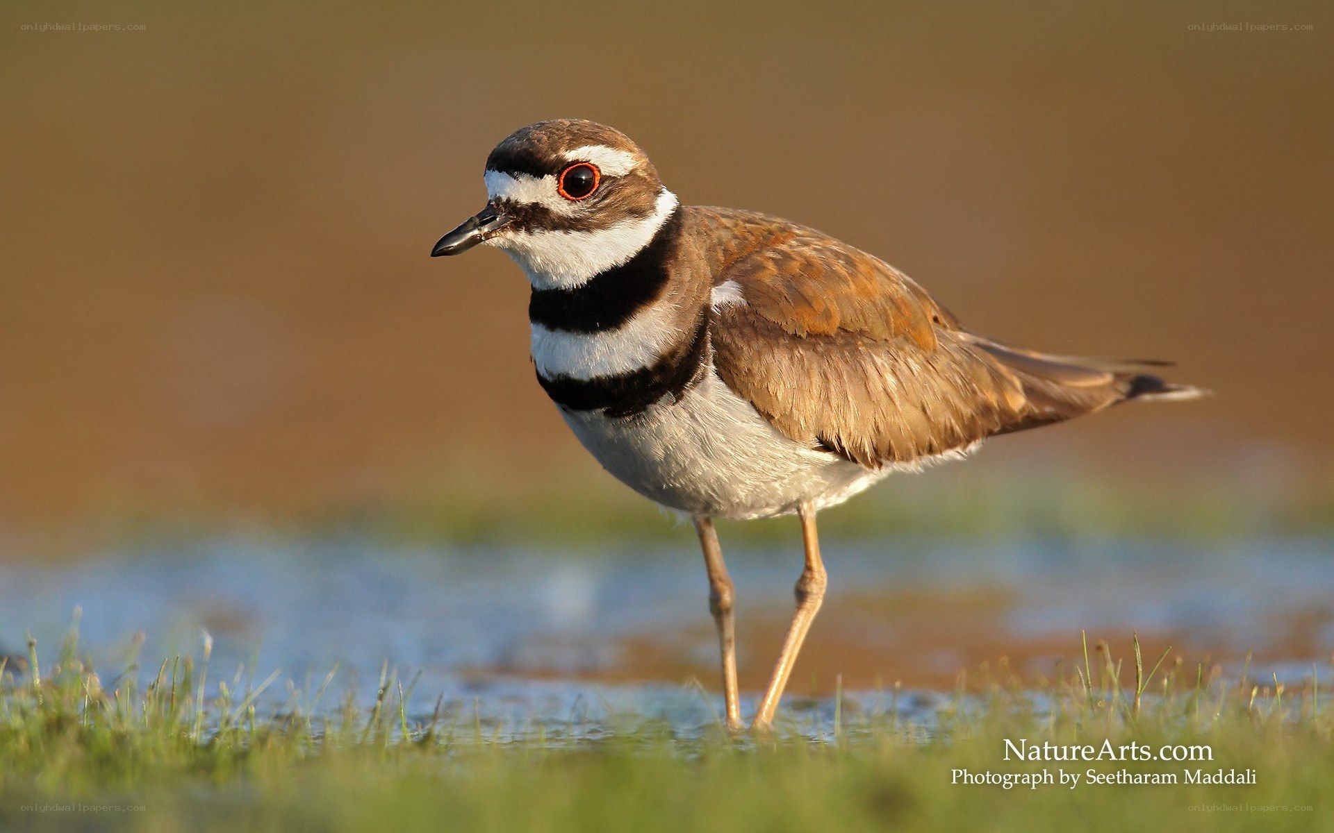 Killdeer bird in wetland