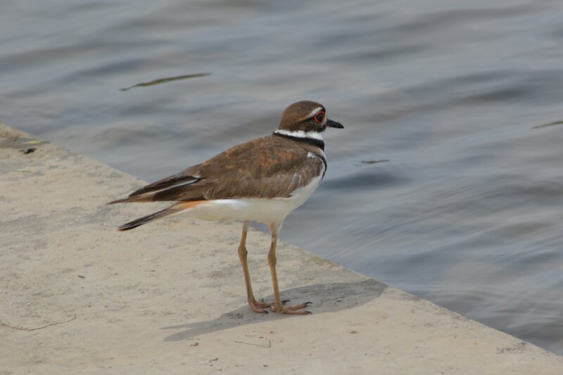 Killdeer Bird on Concrete