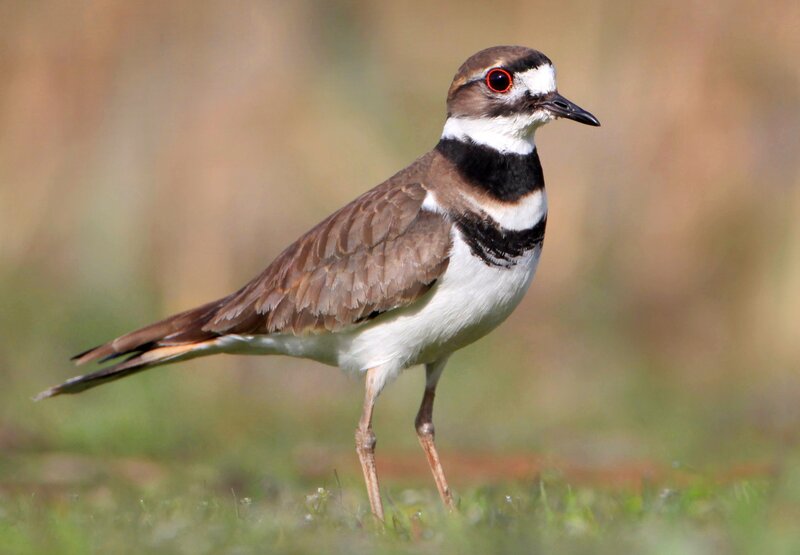 Killdeer bird standing on grass
