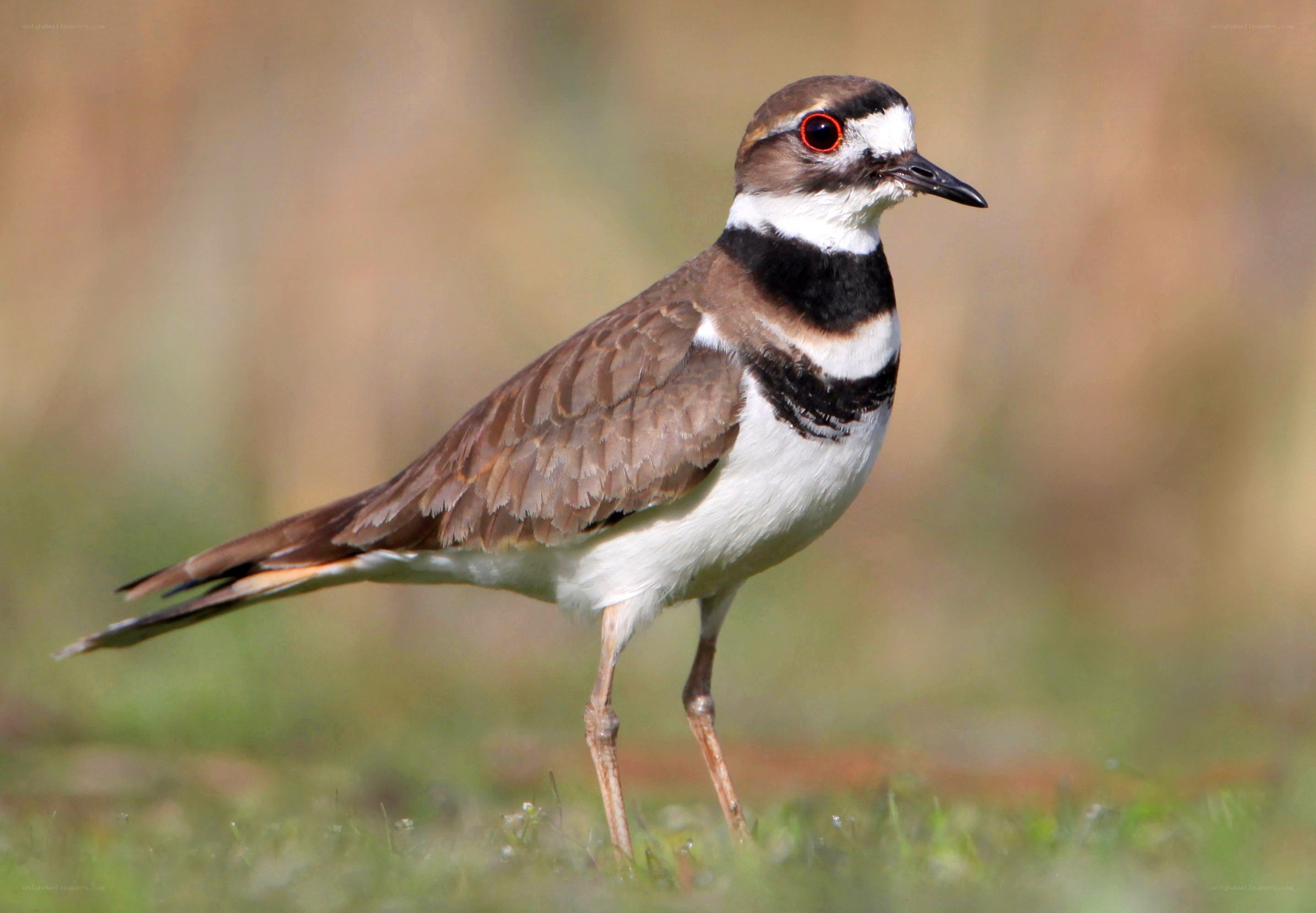 Killdeer bird standing on grass