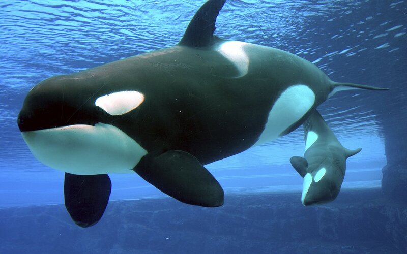 Killer Whale and Calf