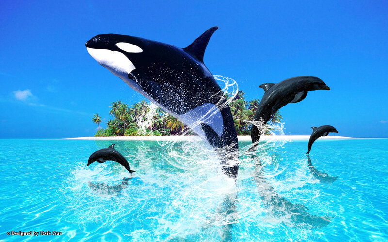 Killer Whale and Dolphins