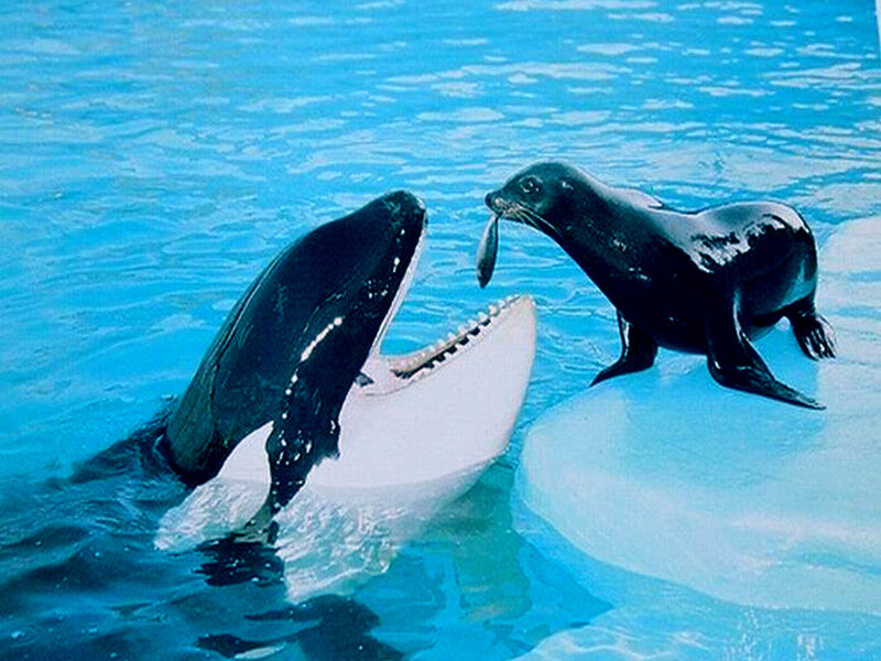 Killer Whale and Sea Lion