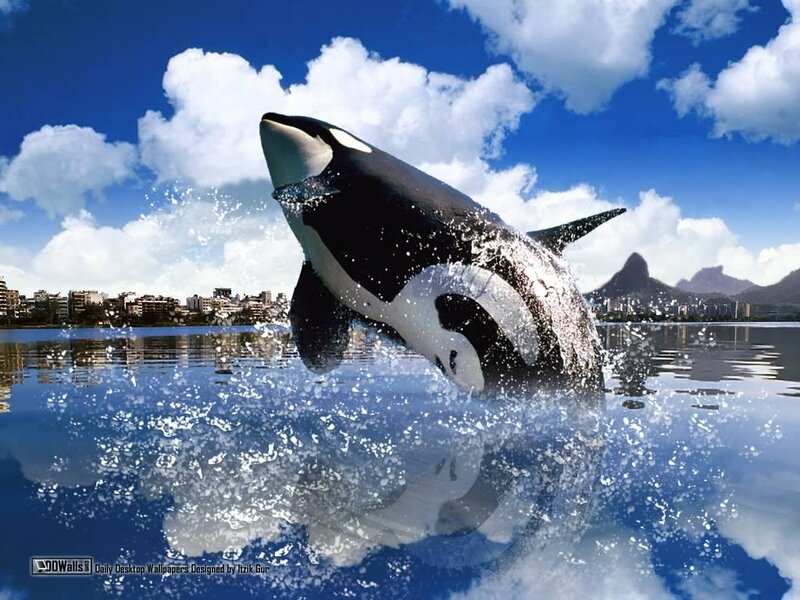Killer Whale Breaching — Blue