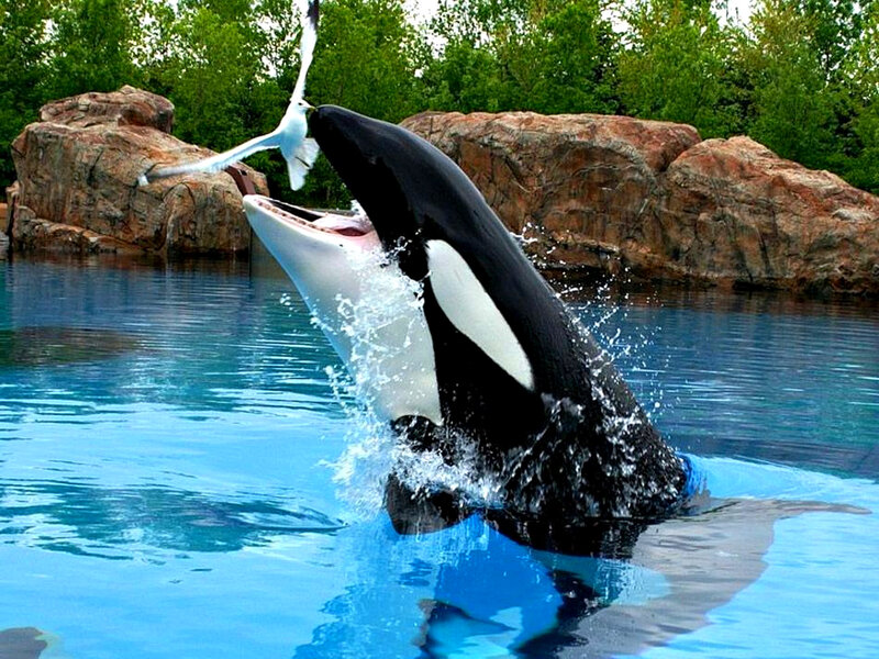 Killer Whale Catching Bird
