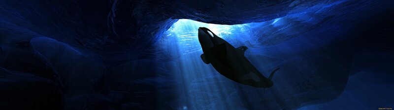 Killer Whale in Cave