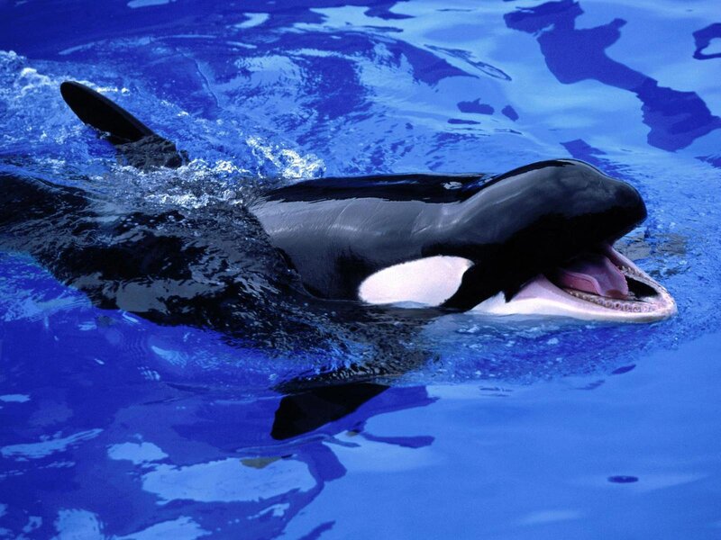 Killer Whale in Water — Blue, Calm, Photograph