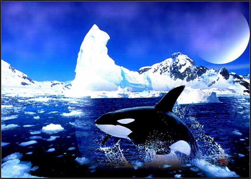 Killer Whale in Water — Blue, Dramatic