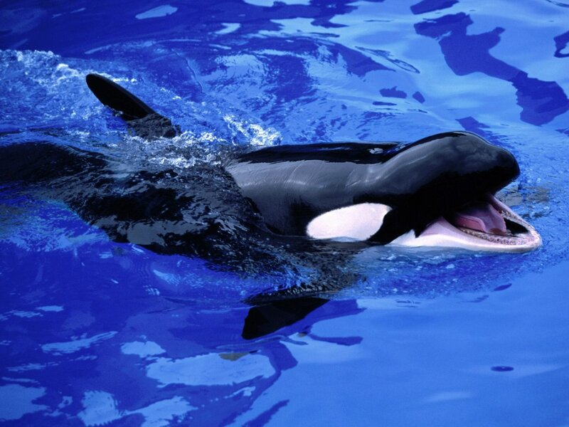 Killer Whale in Water — Blue