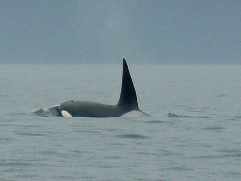 Killer Whale in Water — Gray