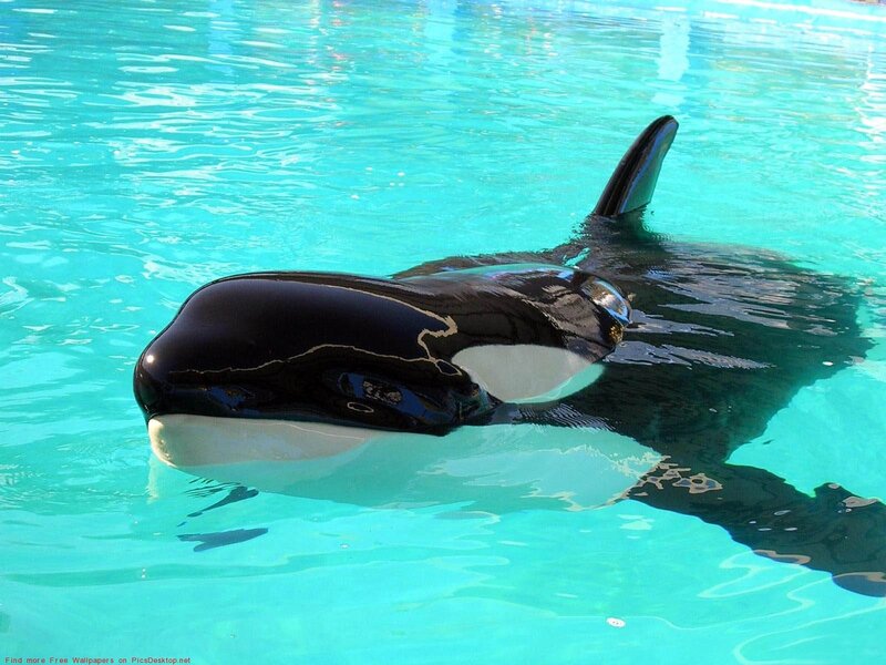 Killer Whale in Water