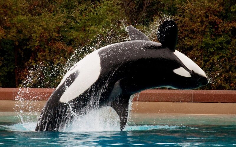 Killer Whale Jumping — Black, Dynamic