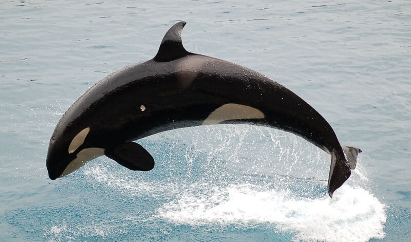 Killer Whale Jumping — Black