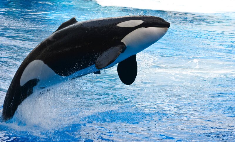 Killer Whale Jumping — Blue, Dynamic, Photograph