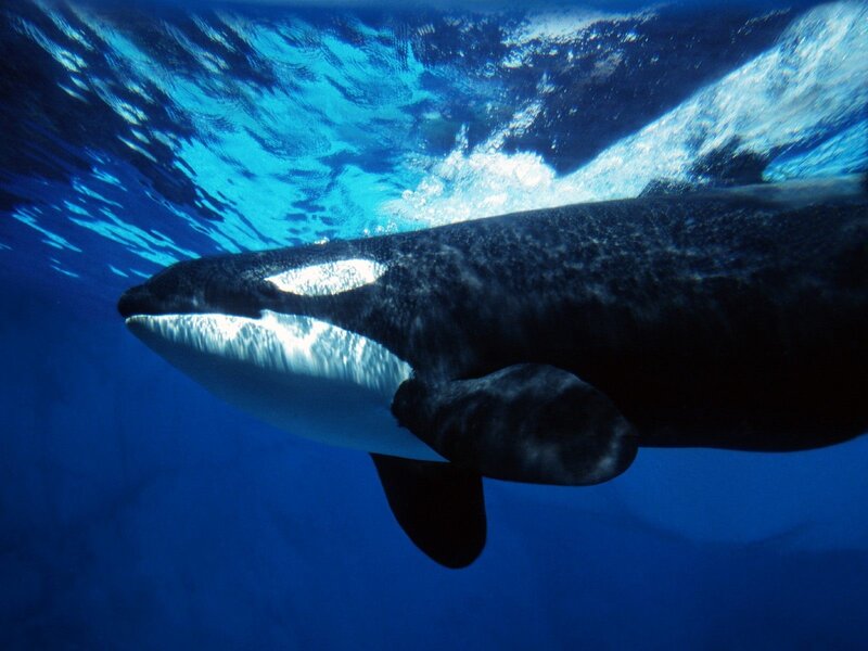 Killer Whale Swimming — Blue