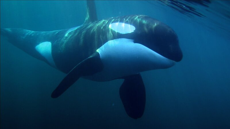 Killer Whale Swimming