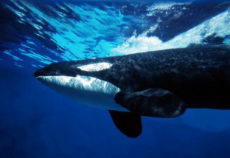 Killer Whale Underwater