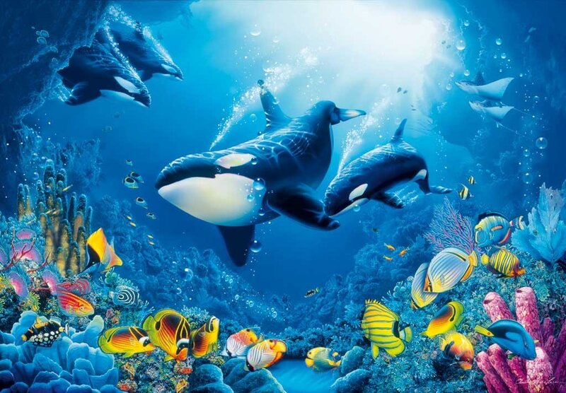 Killer Whales in Coral Reef