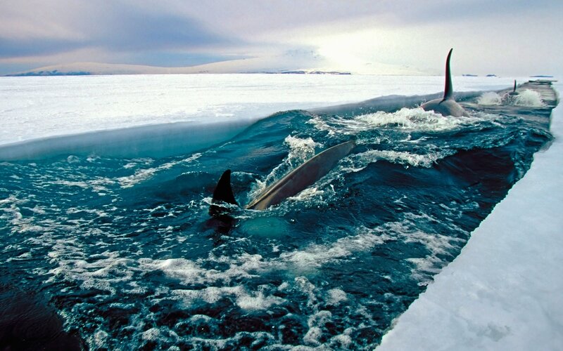 Killer Whales in Ice — Blue