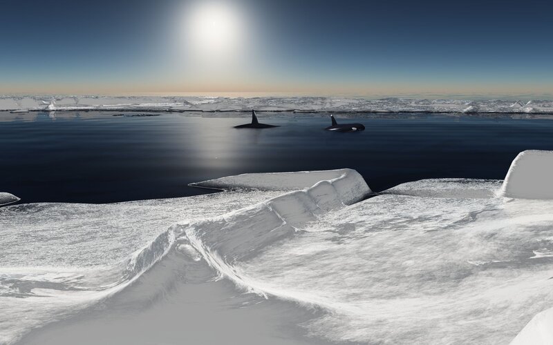 Killer Whales in Ice — White, Serene