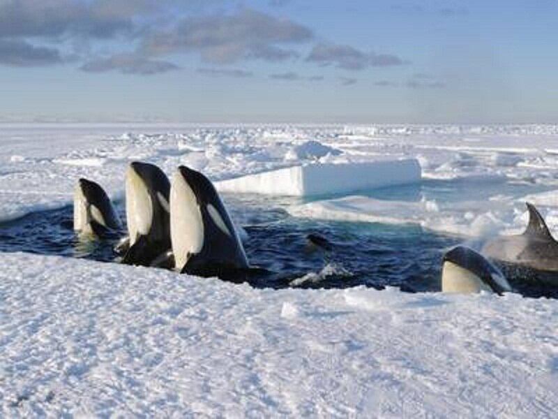 Killer Whales in Ice — White