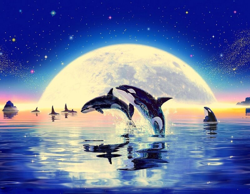 Killer Whales in Ocean — Blue, Serene