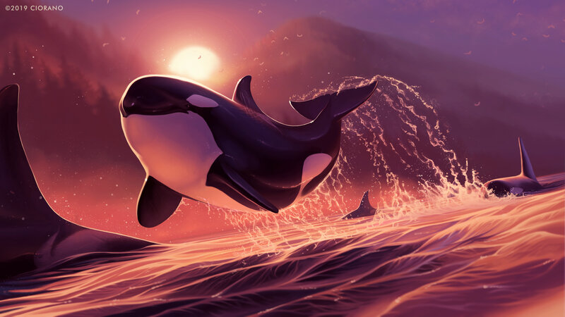 Killer Whales in Ocean — Purple, Dramatic