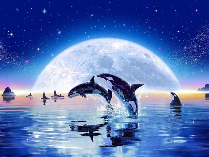Killer Whales in Water — Blue