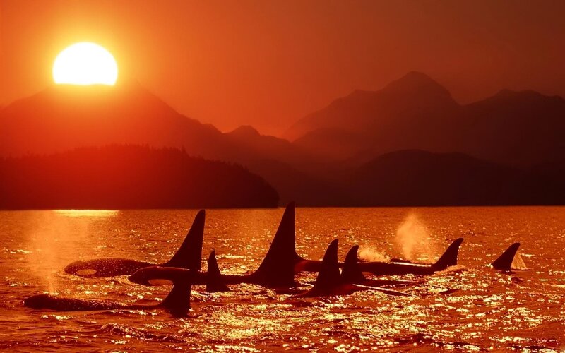 Killer Whales in Water — Orange, Dramatic