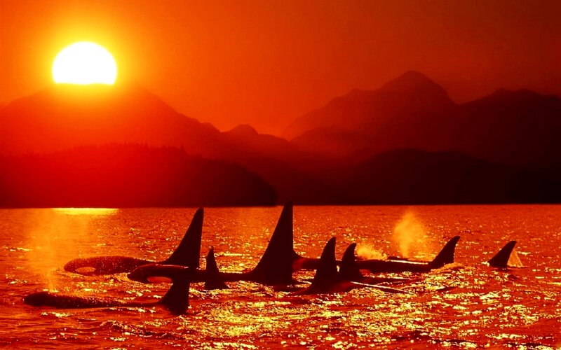 Killer Whales in Water — Red