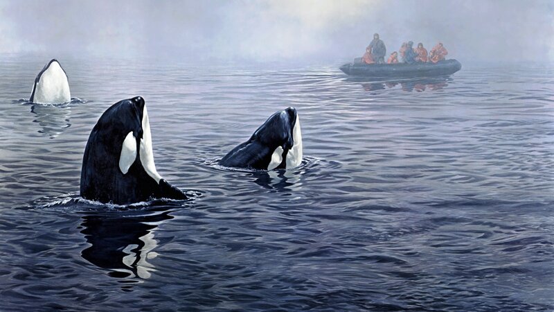 Killer Whales in Water