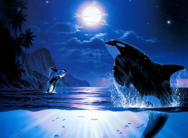 Killer Whales Jumping — Blue, Serene, Night