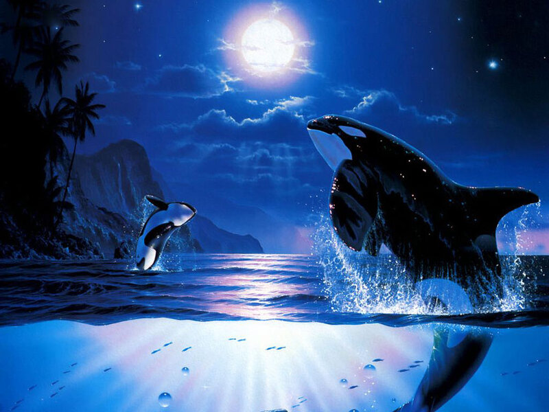 Killer Whales Jumping — Blue