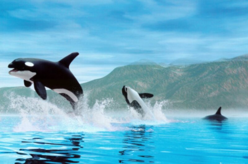Killer Whales Jumping