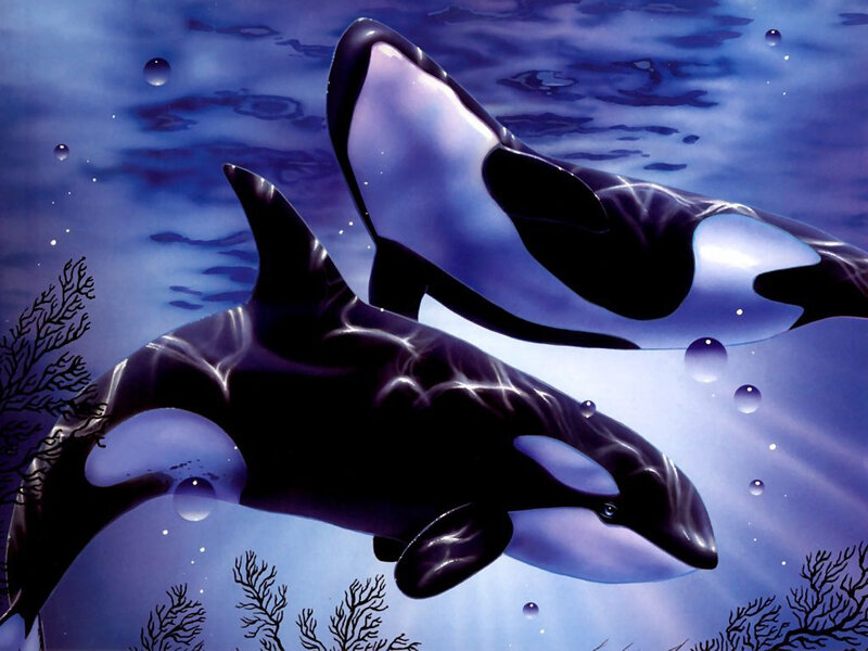 Killer Whales Swimming — Blue, Serene