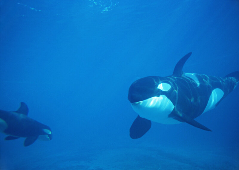 Killer Whales Swimming — Blue
