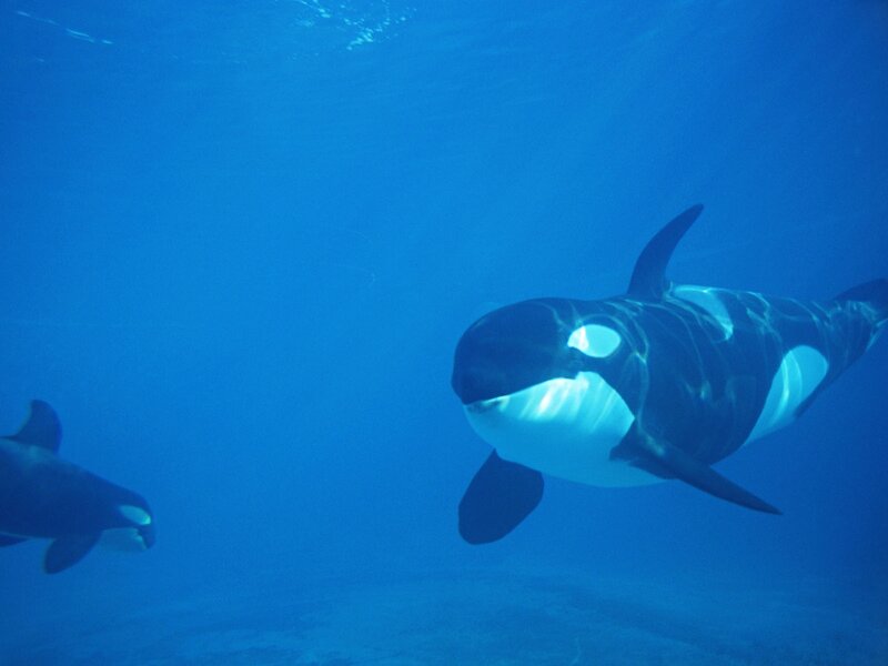 Killer Whales Swimming