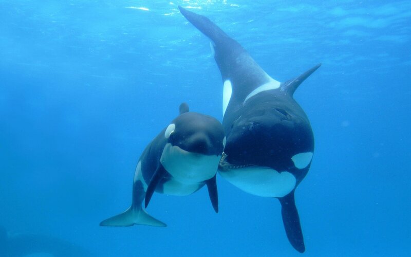 Killer Whales Underwater — Blue, Serene