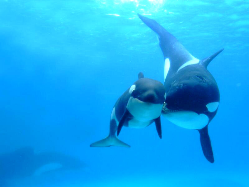 Killer Whales Underwater — Blue