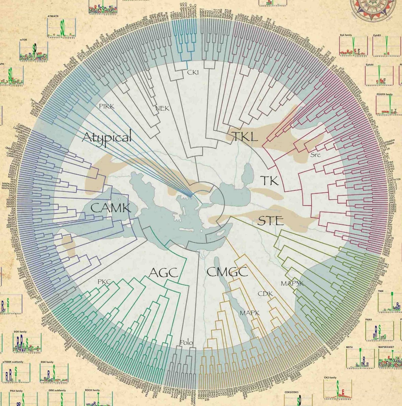 Kinase family phylogenetic tree