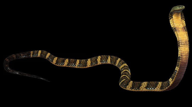 King Cobra Snake — Black