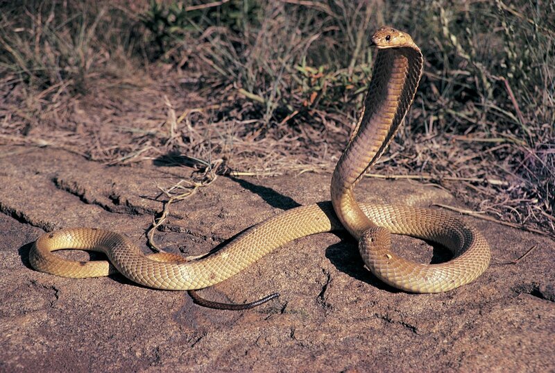 King Cobra Snake — Brown