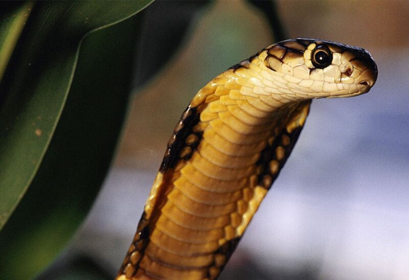 King Cobra Snake — Yellow